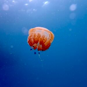 Rhizostome Jellyfish