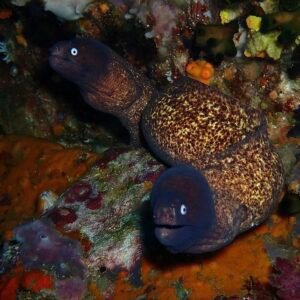White Eyed Moray Eels