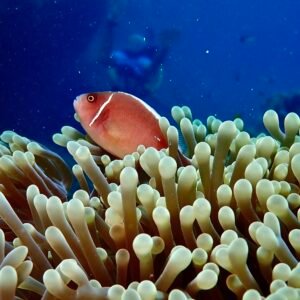 Pink Clownfish