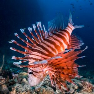 Red Lionfish