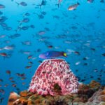 Wrasse and Barrel Sponge