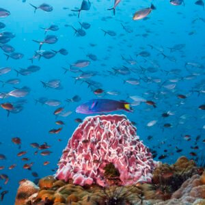 Wrasse and Barrel Sponge