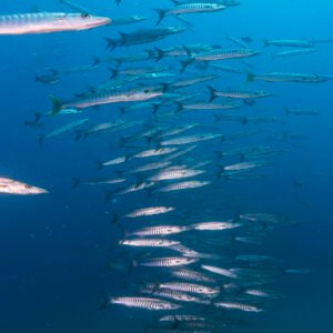 School of Barracuda