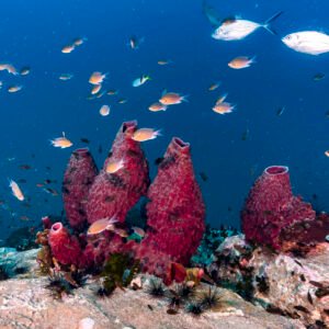 Koh Tao Thaïlande, Colony of Sponges