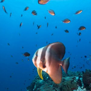 Koh Tao Batfish