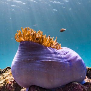 Purple Sea Anemone