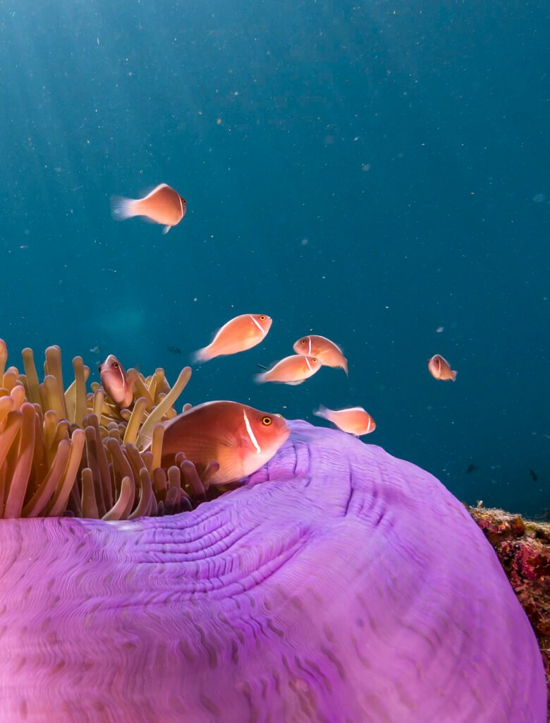 Clownfish