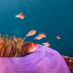 Clownfish
