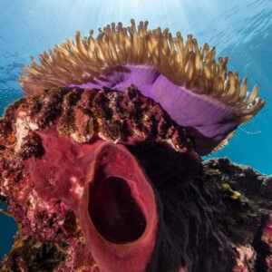 Sea Sponge and Anemone
