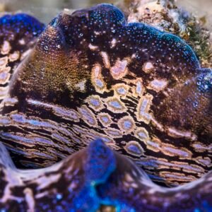 Giant Clam Close Up