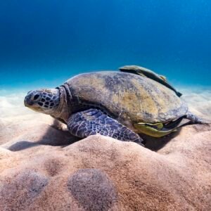 Green Turtle
