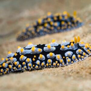 Nudibranch Sea Slug, Phyllidia varicosa