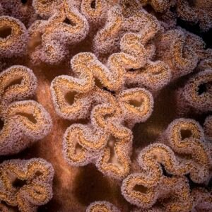 Koh Tao Leather Coral