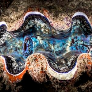 Giant Clam Endangered Species