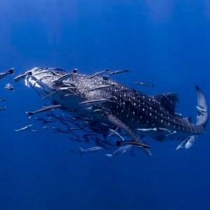 Koh Tao Whale Shark