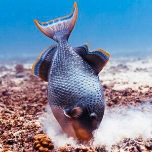 Yellow Margin Triggerfish
