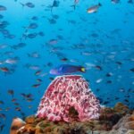 Sea Sponge & Wrasse
