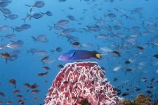 Wrasse and Barrel Sponge