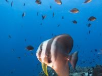 Koh Tao Batfish