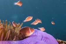 Clownfish