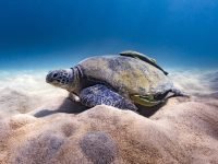 Green Turtle