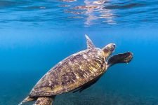 Koh Tao Hawksbill Turtle