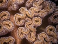 Koh Tao Leather Coral