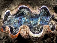Giant Clam Endangered Species