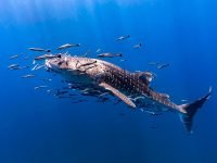 Koh Tao Whale Shark