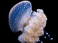 Magnificent Jellyfish